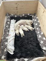 Mini-Malteser Welpen Weibchen + Rüden suchen ein Zuhause