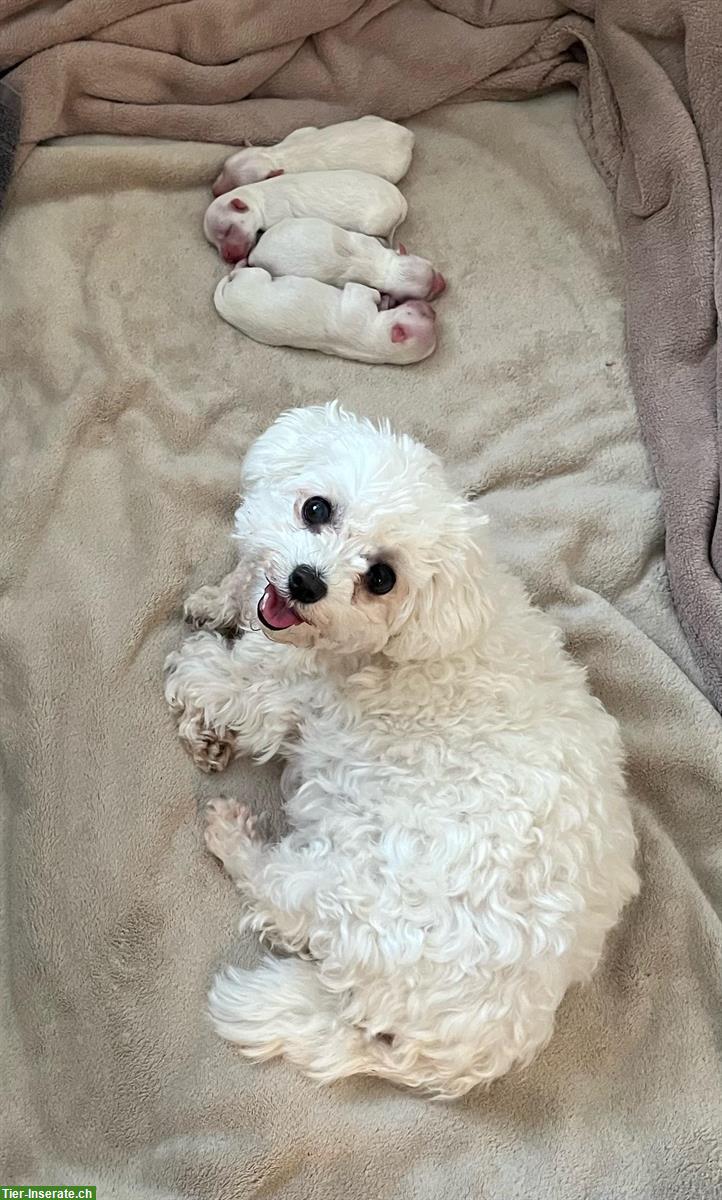 Bild 2: Mini-Malteser Welpen Weibchen + Rüden suchen ein Zuhause
