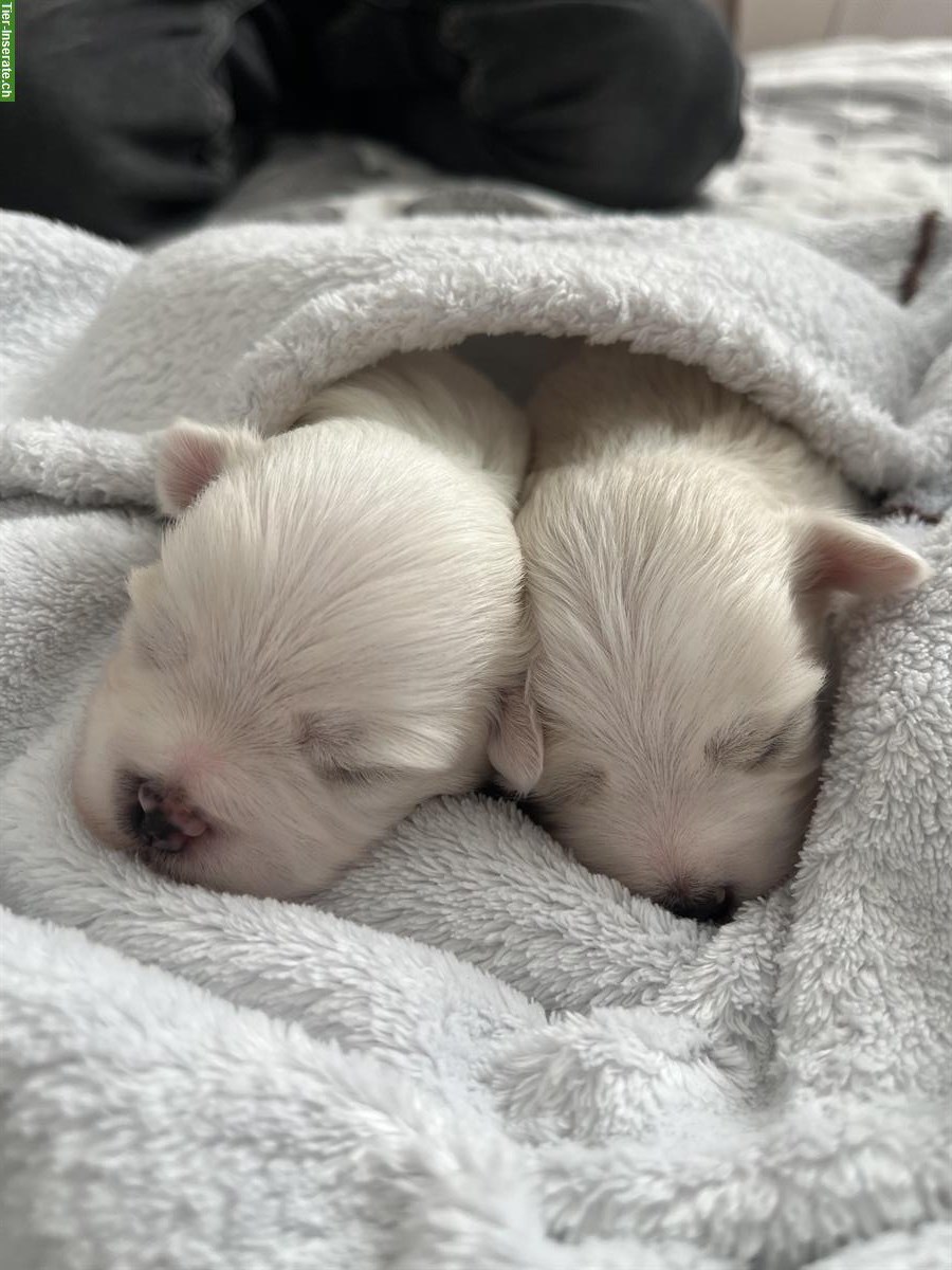 Bild 3: Mini-Malteser Welpen Weibchen + Rüden suchen ein Zuhause