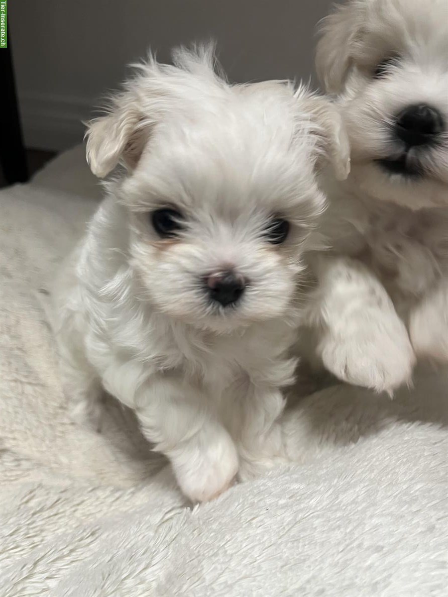 Bild 4: Mini-Malteser Welpen Weibchen + Rüden suchen ein Zuhause