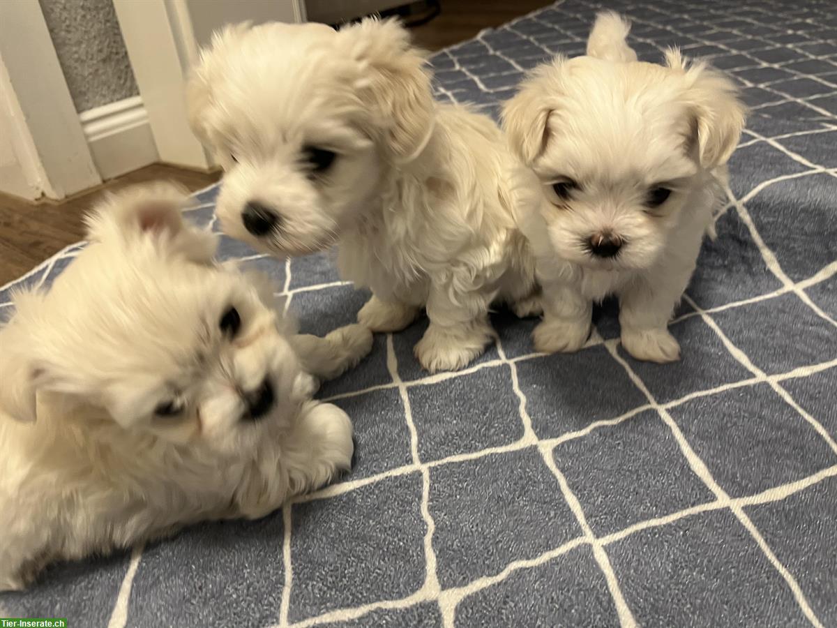 Bild 5: Mini-Malteser Welpen Weibchen + Rüden suchen ein Zuhause