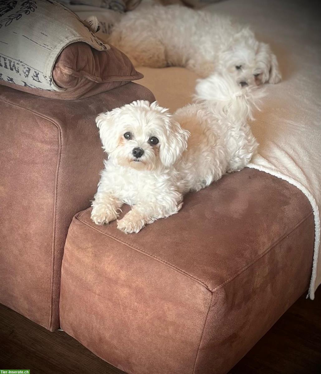 Bild 6: Mini-Malteser Welpen Weibchen + Rüden suchen ein Zuhause