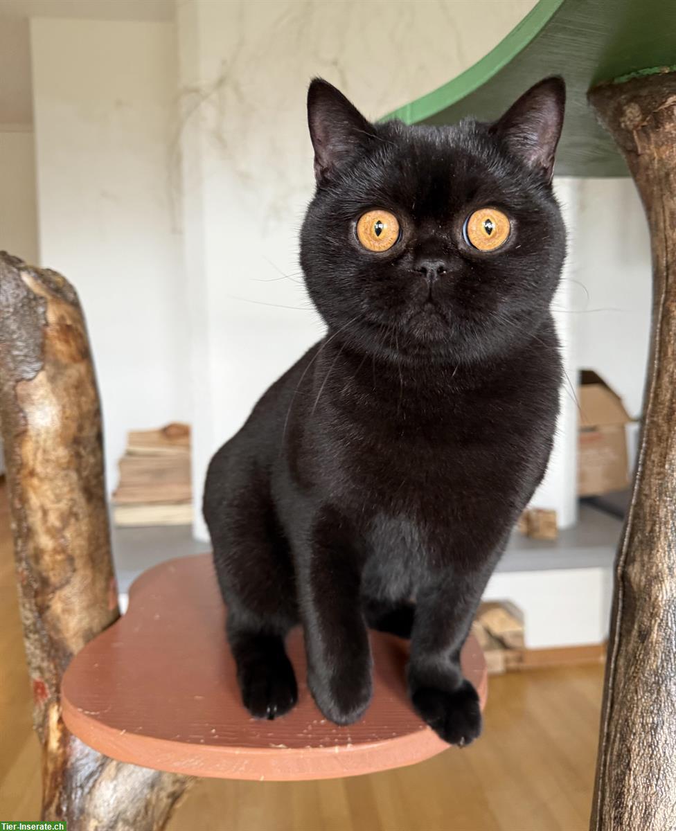 Schwarze Britisch Kurzhaar Katze, reinrassig mit Stammbaum