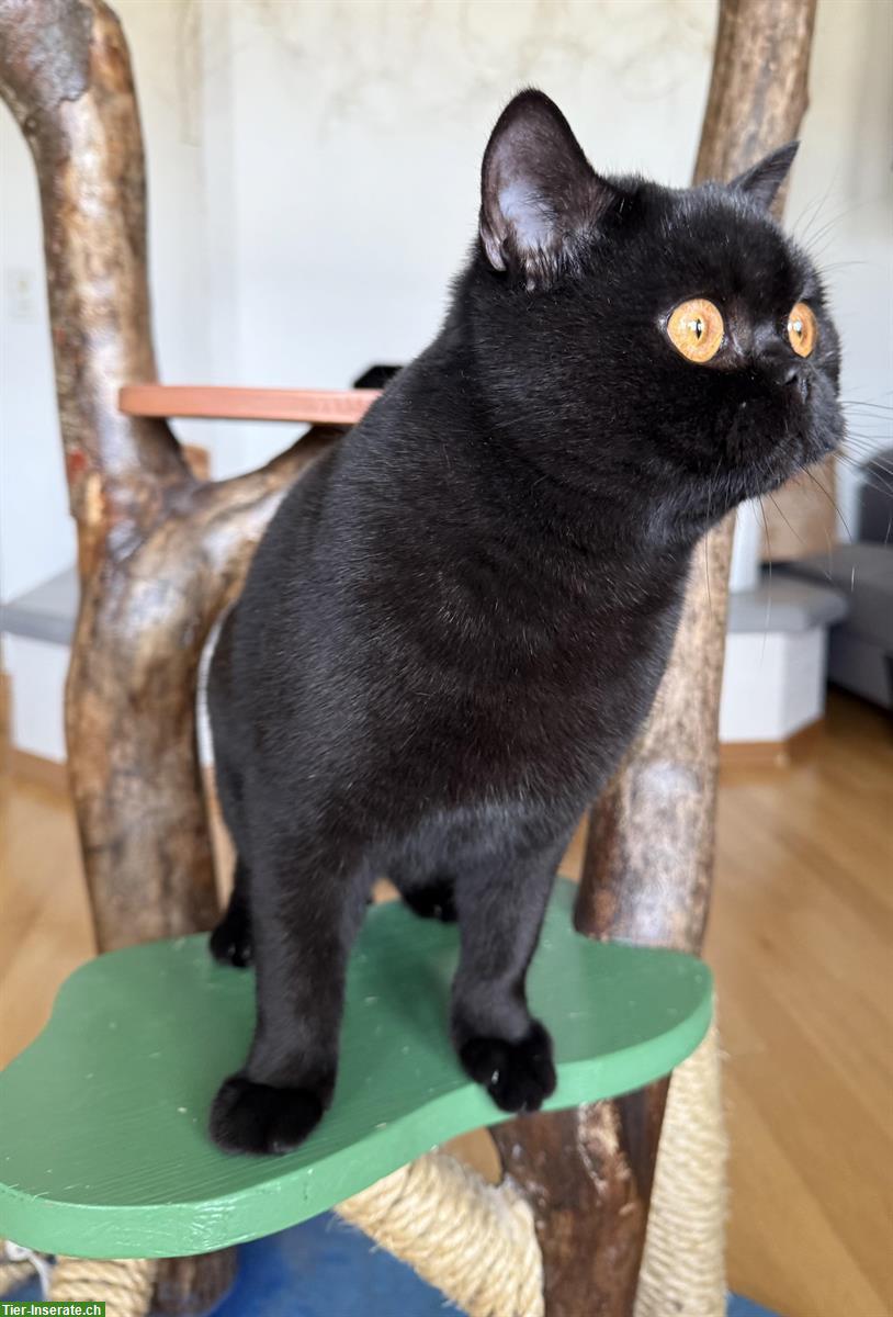 Bild 2: Schwarze Britisch Kurzhaar Katze, reinrassig mit Stammbaum