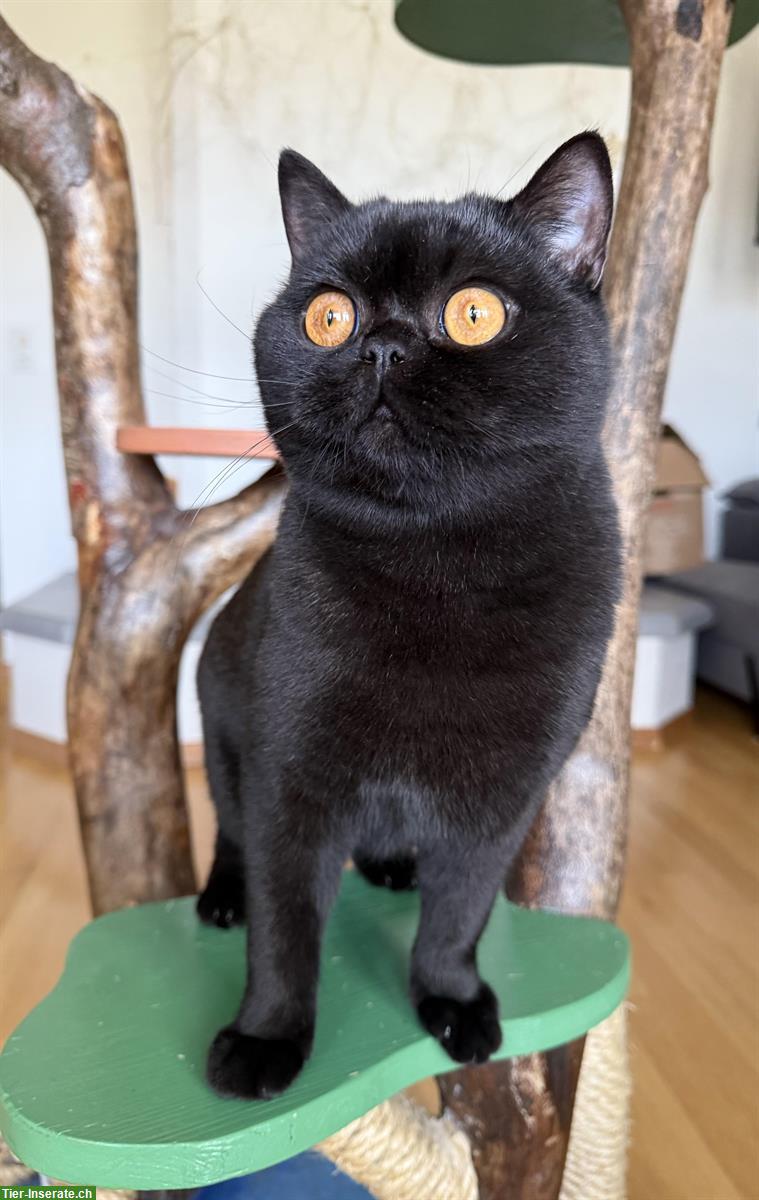 Bild 3: Schwarze Britisch Kurzhaar Katze, reinrassig mit Stammbaum