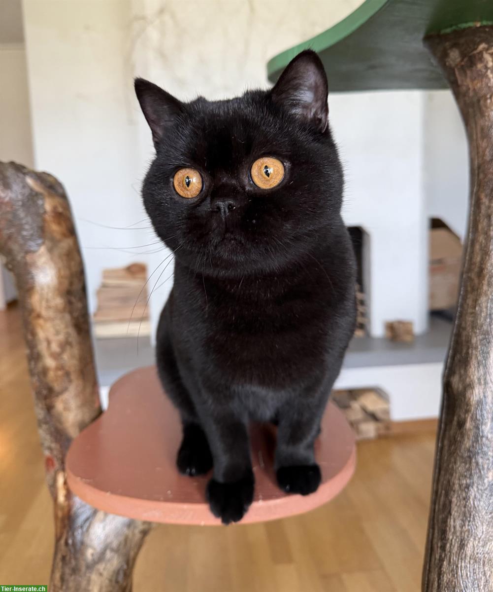 Bild 4: Schwarze Britisch Kurzhaar Katze, reinrassig mit Stammbaum