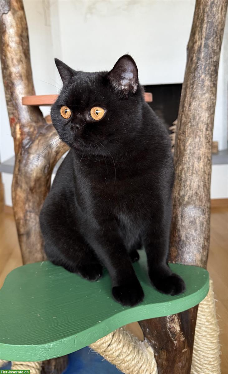 Bild 5: Schwarze Britisch Kurzhaar Katze, reinrassig mit Stammbaum