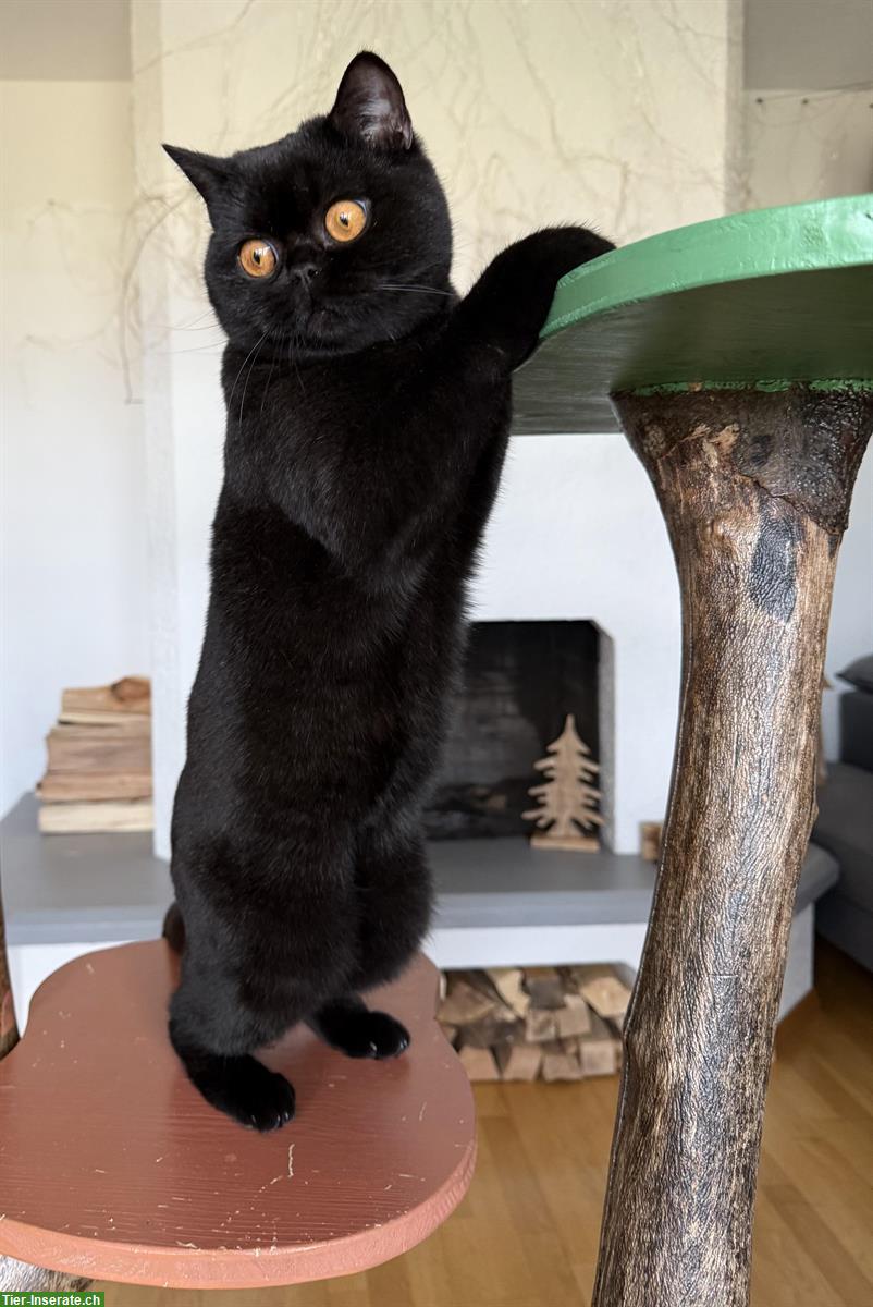 Bild 6: Schwarze Britisch Kurzhaar Katze, reinrassig mit Stammbaum