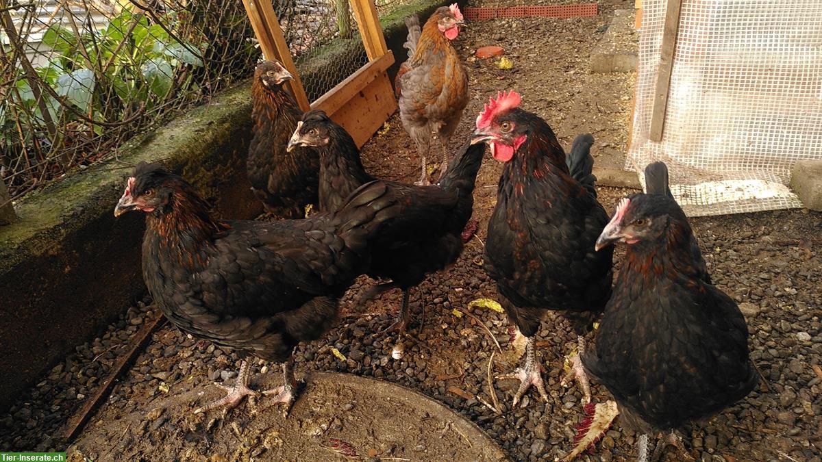 Buntleger Junghennen und Junghähne zu verkaufen