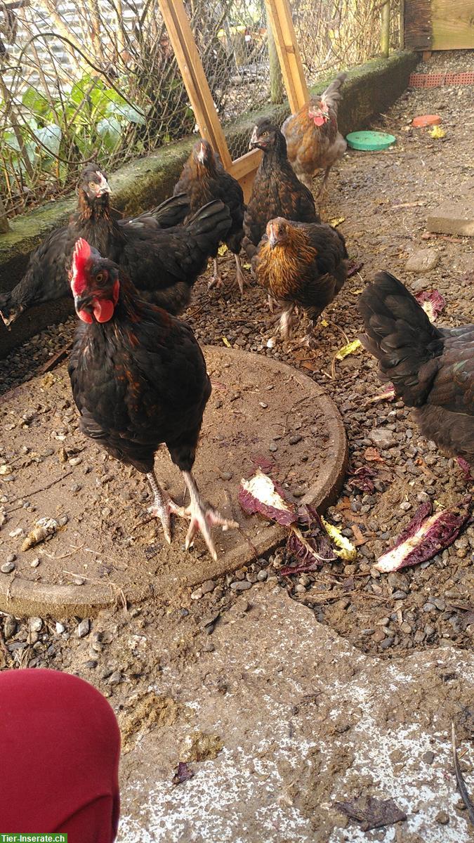 Bild 2: Buntleger Junghennen und Junghähne zu verkaufen