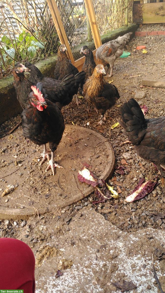 Bild 3: Buntleger Junghennen und Junghähne zu verkaufen