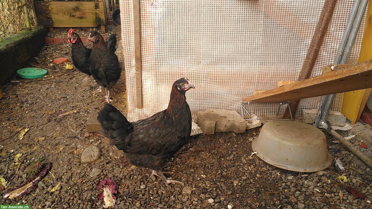 Bild 4: Buntleger Junghennen und Junghähne zu verkaufen