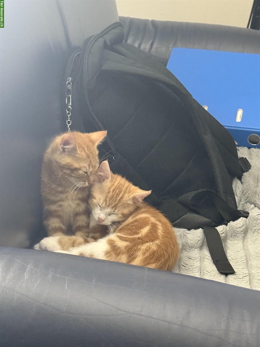 2 junge Katzen (orange) nur zusammen abzugeben