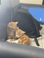 2 junge Katzen (orange) nur zusammen abzugeben