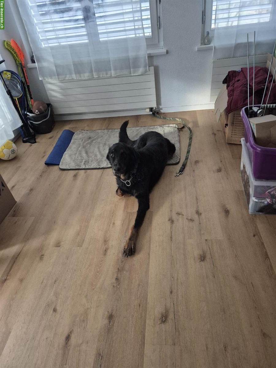 Beauceron Rüde, 8-jährig, sucht neues Zuhause