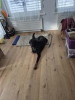 Beauceron Rüde, 8-jährig, sucht neues Zuhause