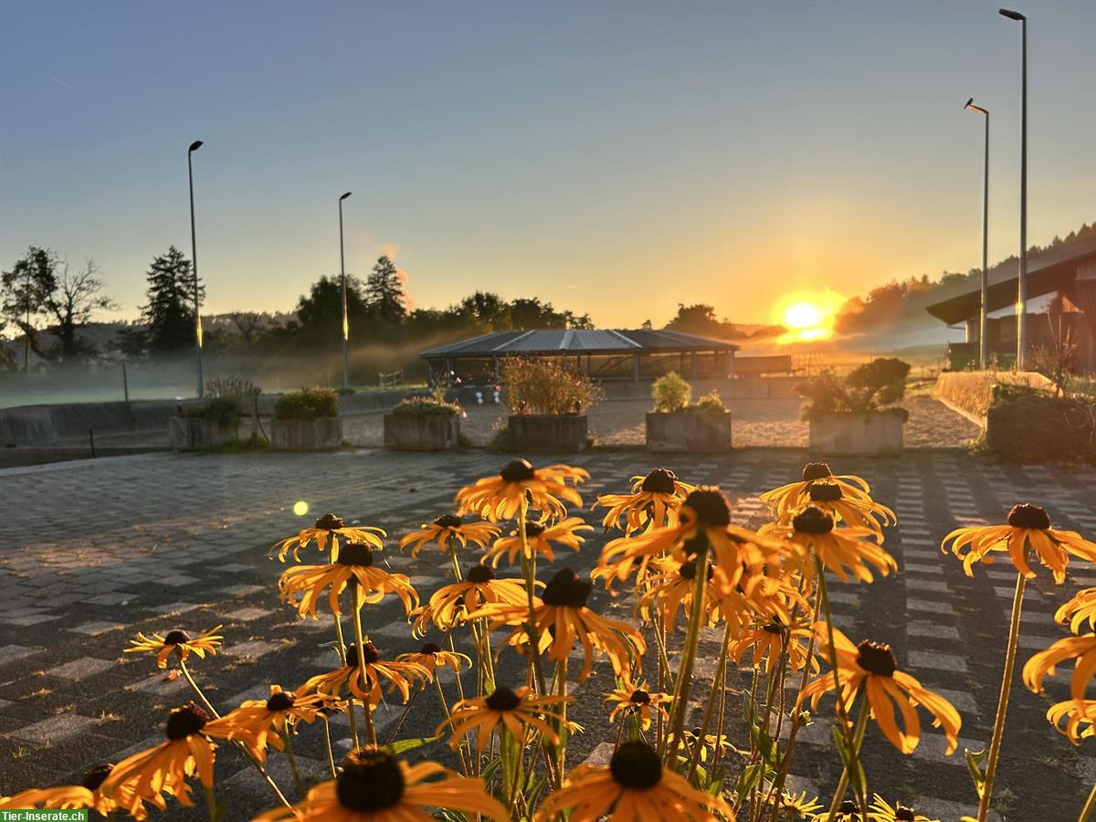 Ferienplätze für Pferde in Pfungen ZH