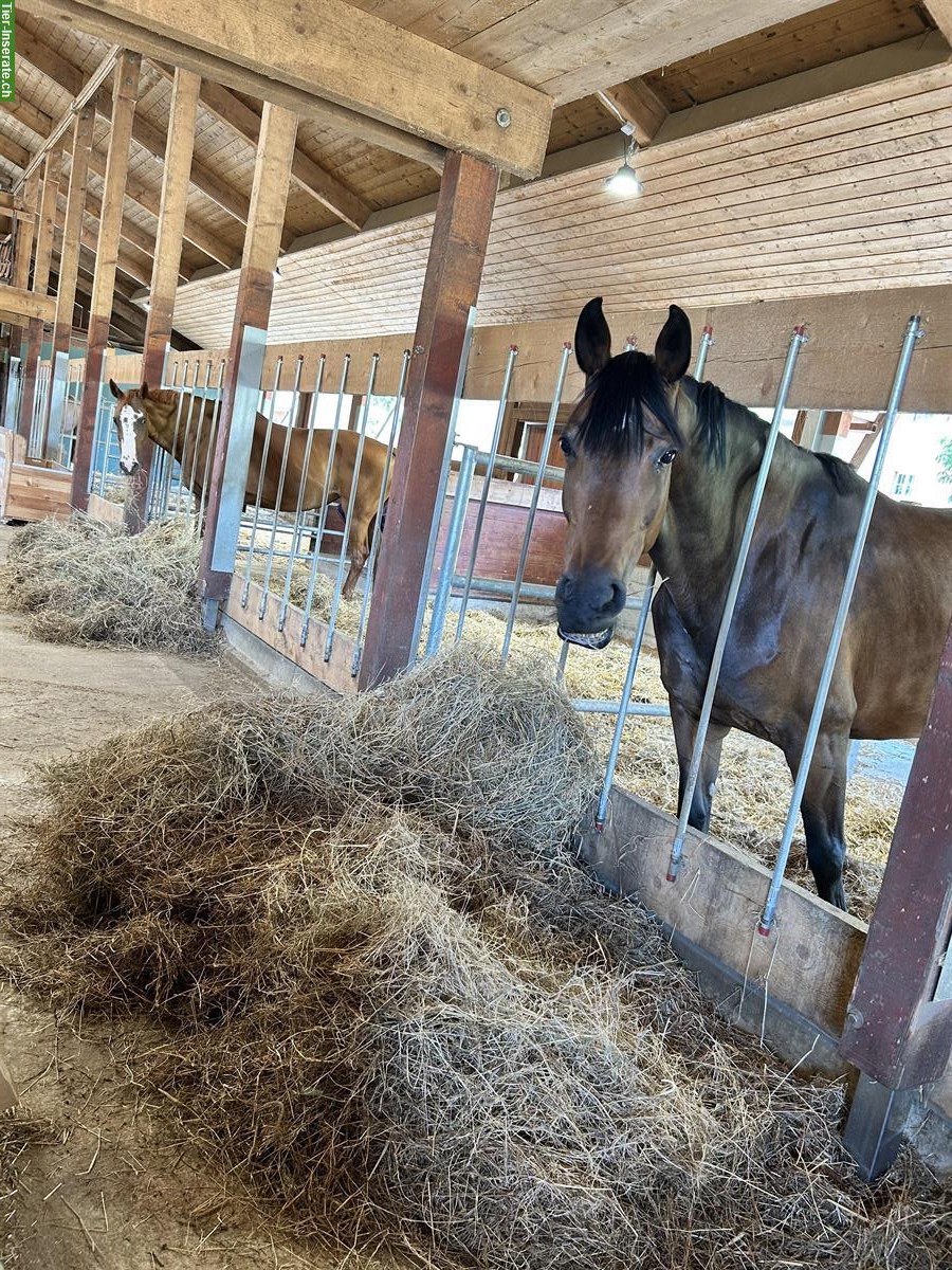 Bild 2: Ferienplätze für Pferde in Pfungen ZH