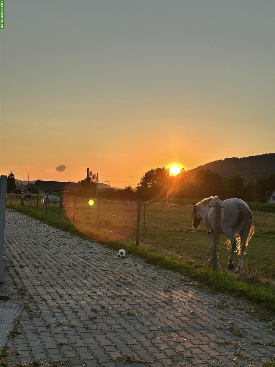Bild 3: Ferienplätze für Pferde in Pfungen ZH