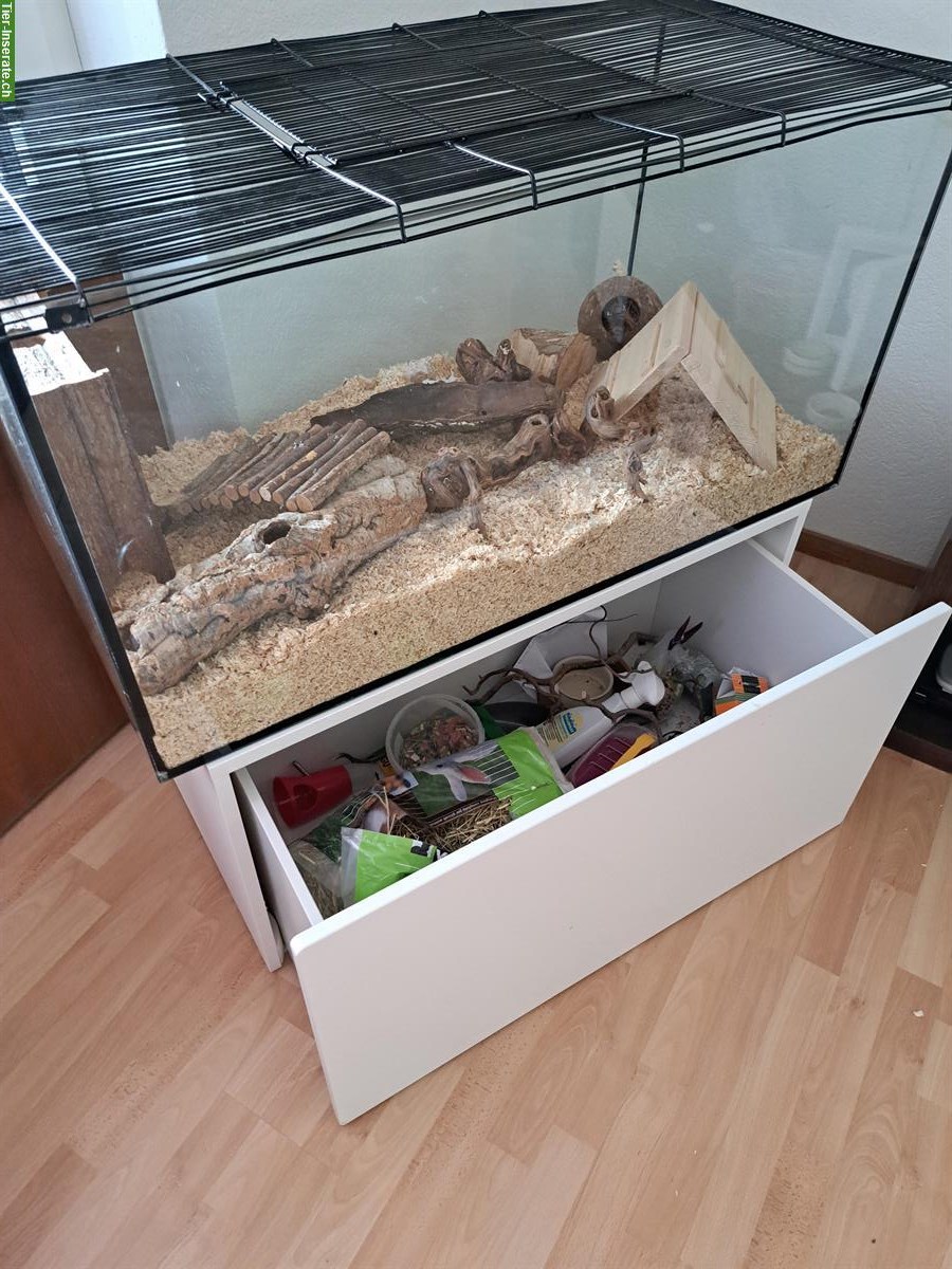 Bild 2: Hamster Terrarium mit Zubehör und Schubladenschrank