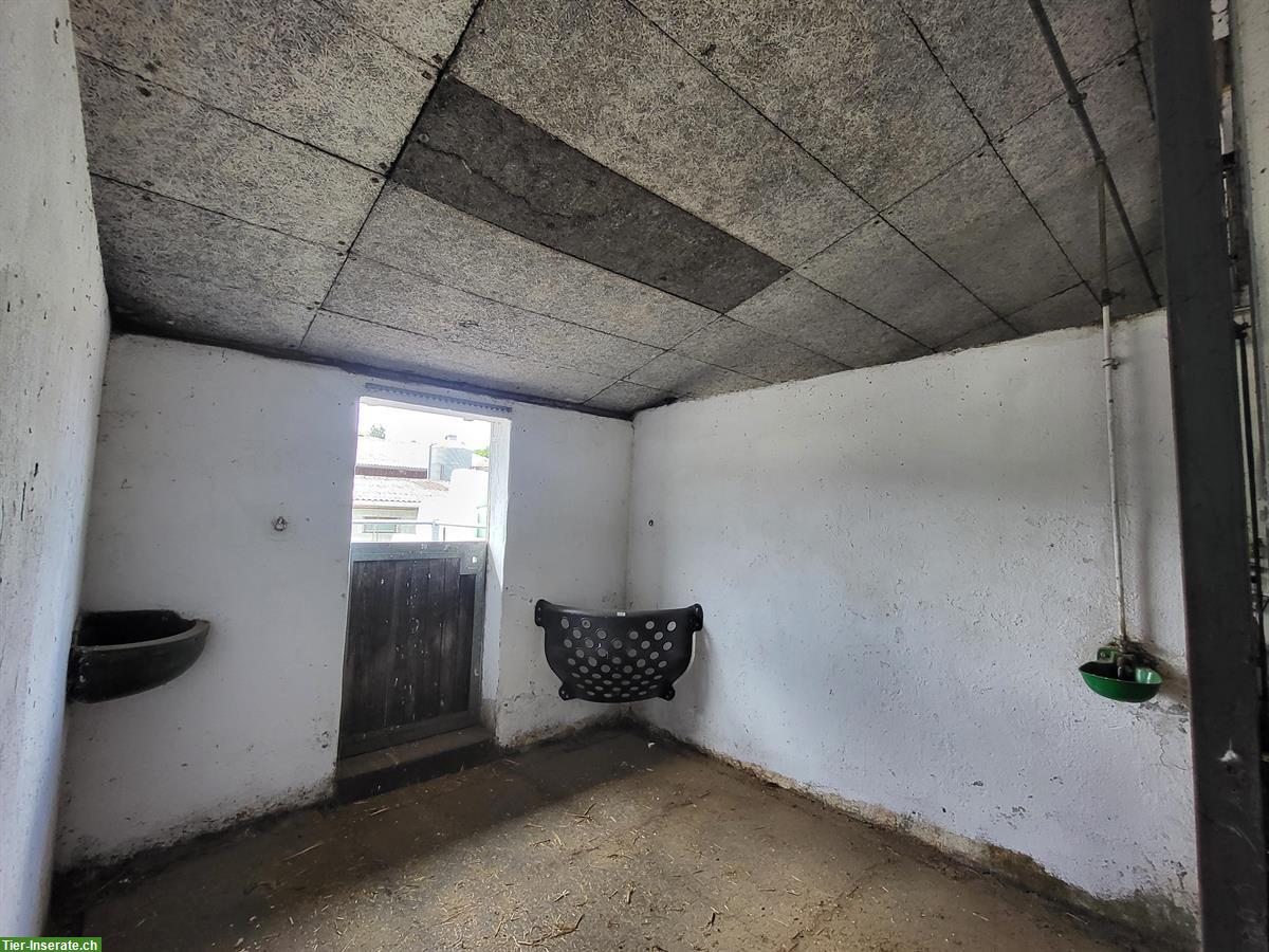 Bild 2: Einzelauslaufboxen in Holziken zu vermieten