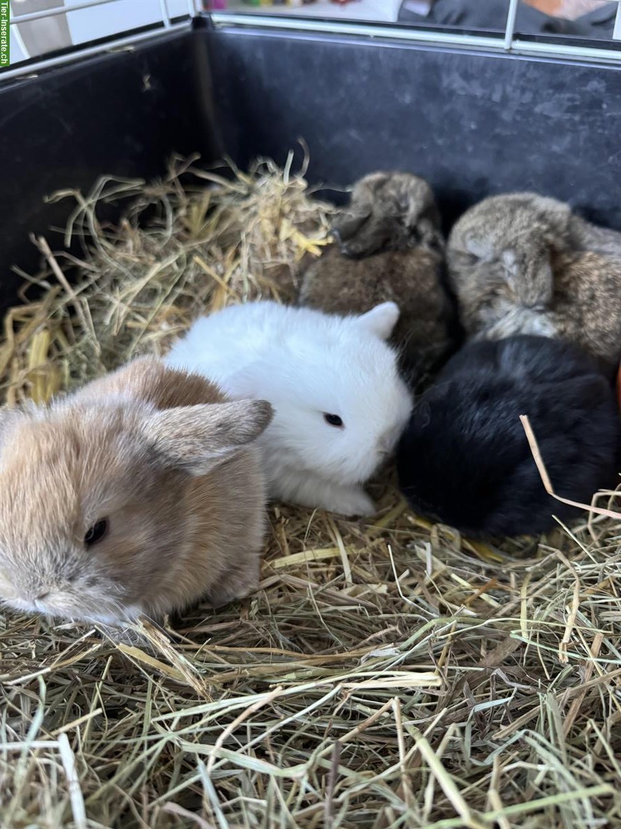 Zwergwidder Babys suchen neues zuhause