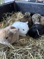 Zwergwidder Babys suchen neues zuhause