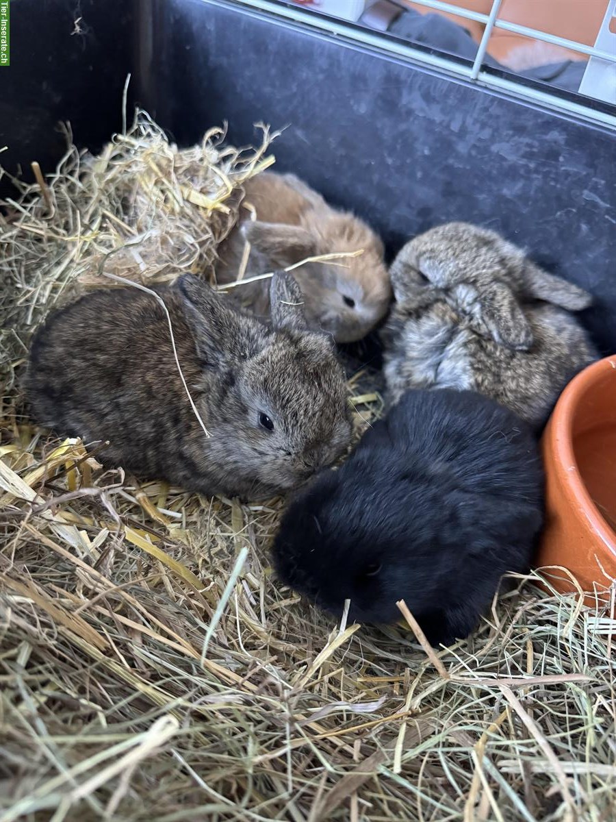 Bild 2: Zwergwidder Babys suchen neues zuhause