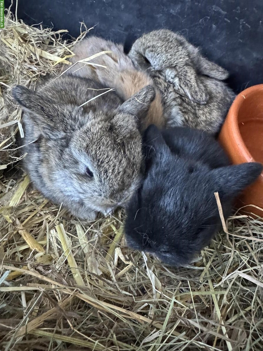 Bild 3: Zwergwidder Babys suchen neues zuhause