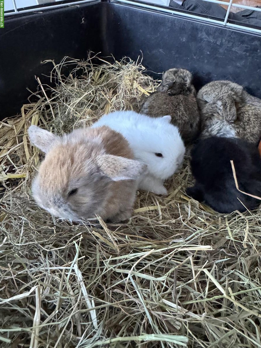 Bild 4: Zwergwidder Babys suchen neues zuhause