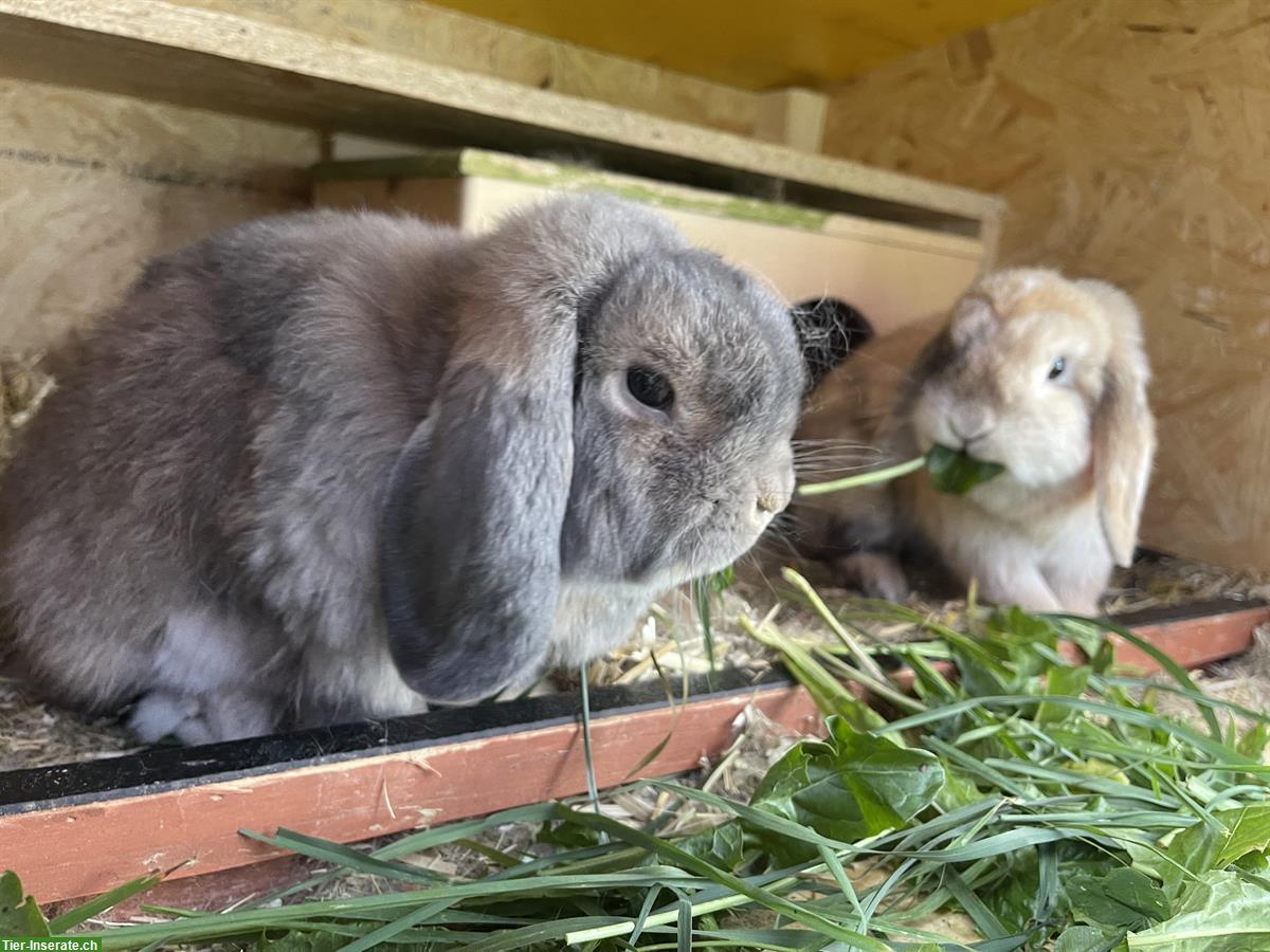 Bild 5: Zwergwidder Babys suchen neues zuhause