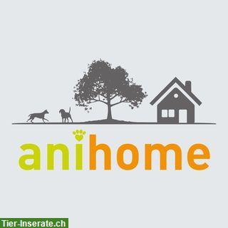 Suchen Hundeliebhaberin (w/m/d) für Hundebetreuungsdienst