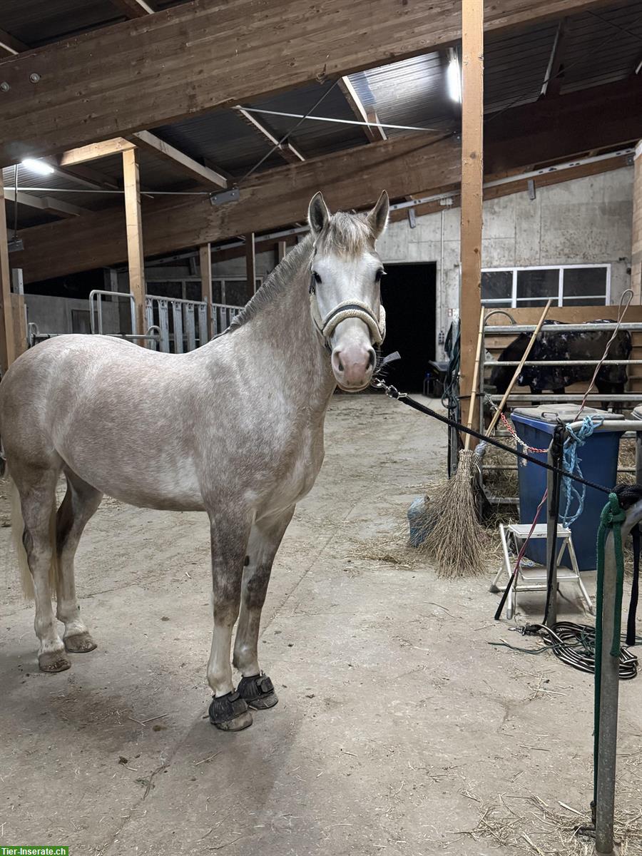 Reitbeteiligung auf Sportlichen Freiberger Pferden