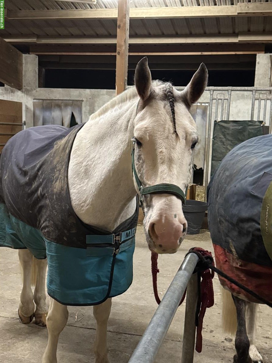 Bild 2: Reitbeteiligung auf Sportlichen Freiberger Pferden