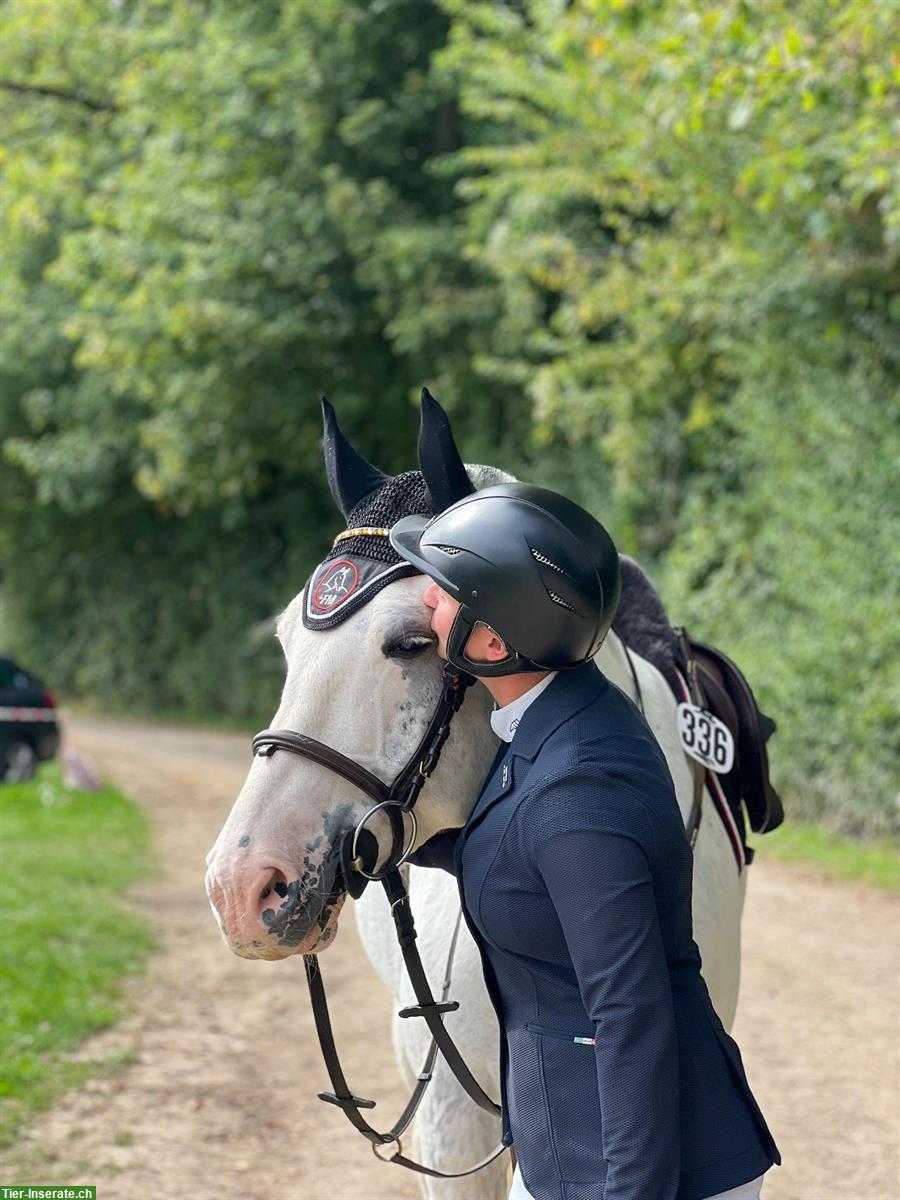 Bild 3: Reitbeteiligung auf Sportlichen Freiberger Pferden