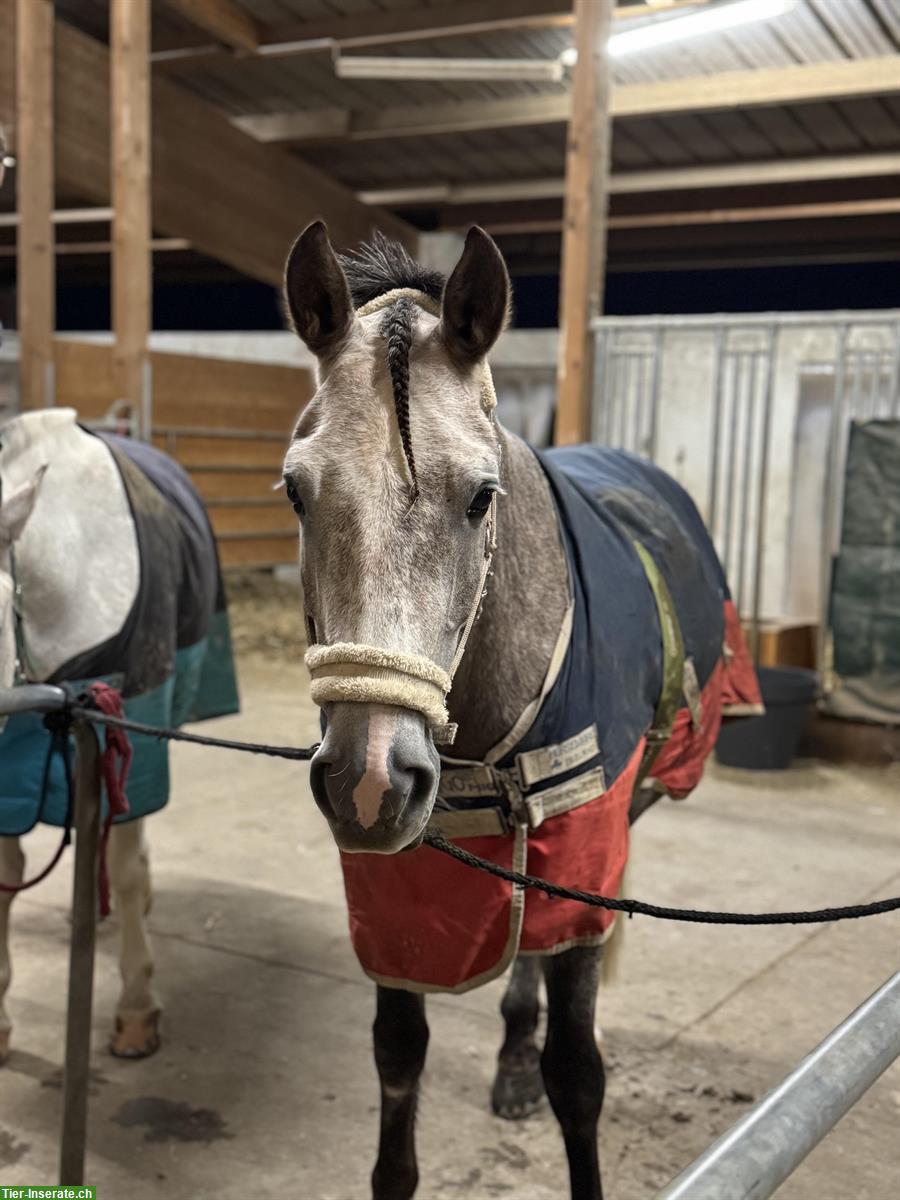 Bild 4: Reitbeteiligung auf Sportlichen Freiberger Pferden