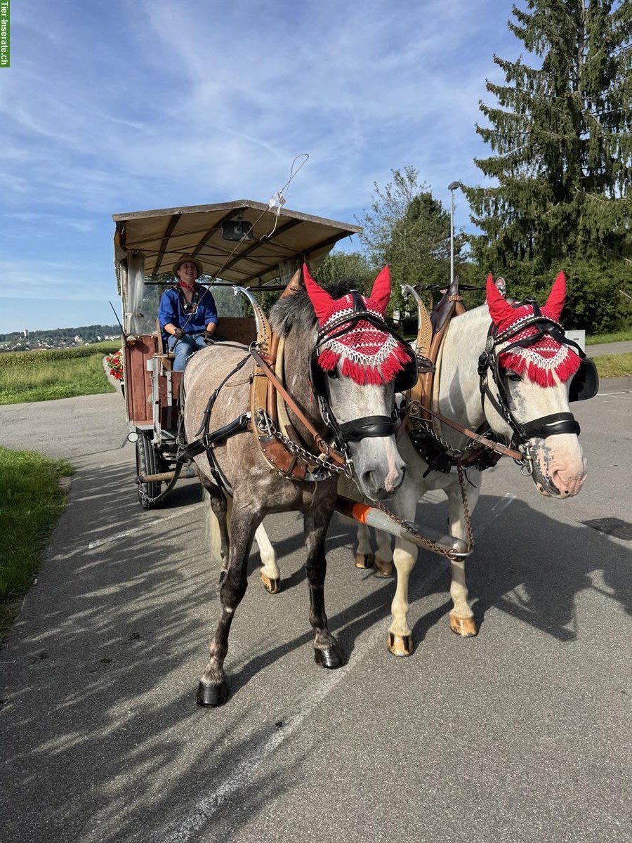 Bild 5: Reitbeteiligung auf Sportlichen Freiberger Pferden