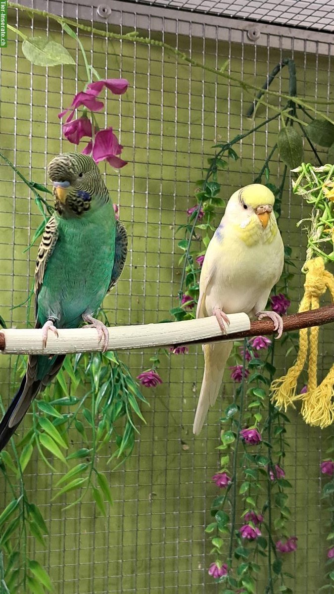 Wellensittiche gescheckt und blackface