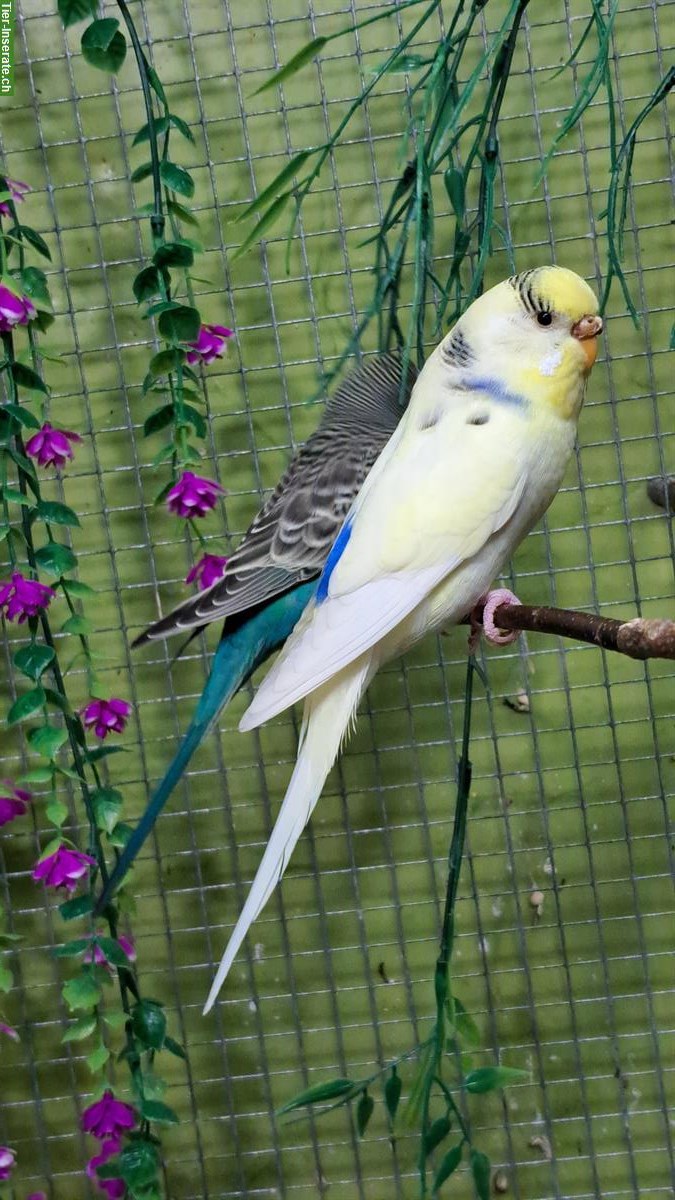 Bild 2: Wellensittiche gescheckt und blackface