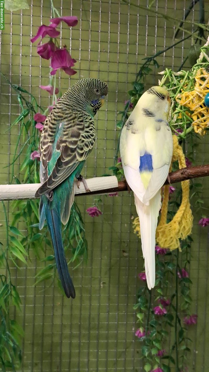 Bild 3: Wellensittiche gescheckt und blackface