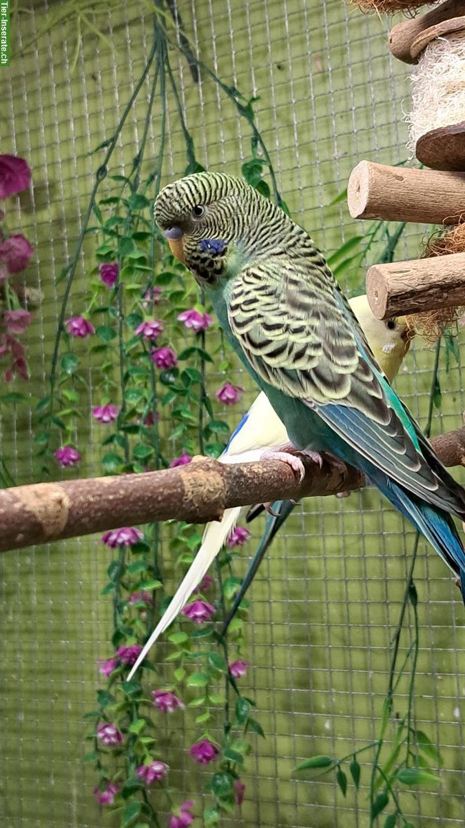 Bild 4: Wellensittiche gescheckt und blackface