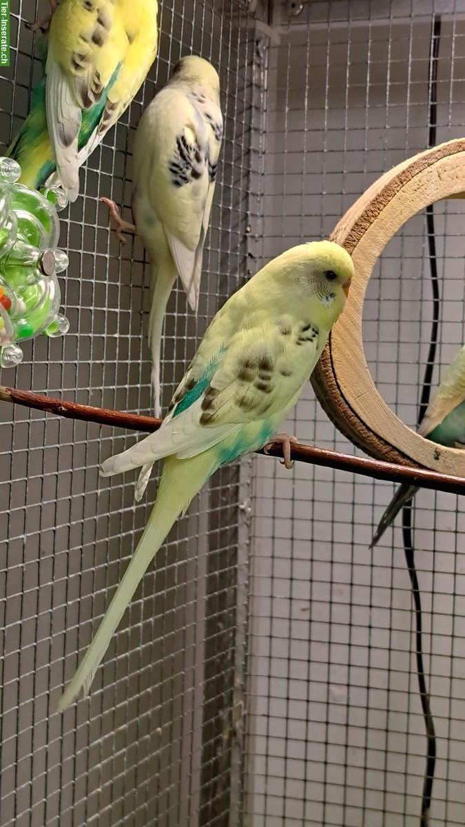 Bild 5: Wellensittiche gescheckt und blackface