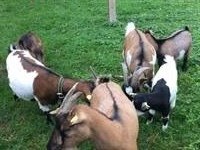 SUCHEN Zwergziegenbock zum Ausleihen