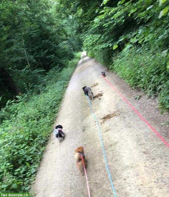 Hundebetreuung, Hundesitter, familiäre Hundepension