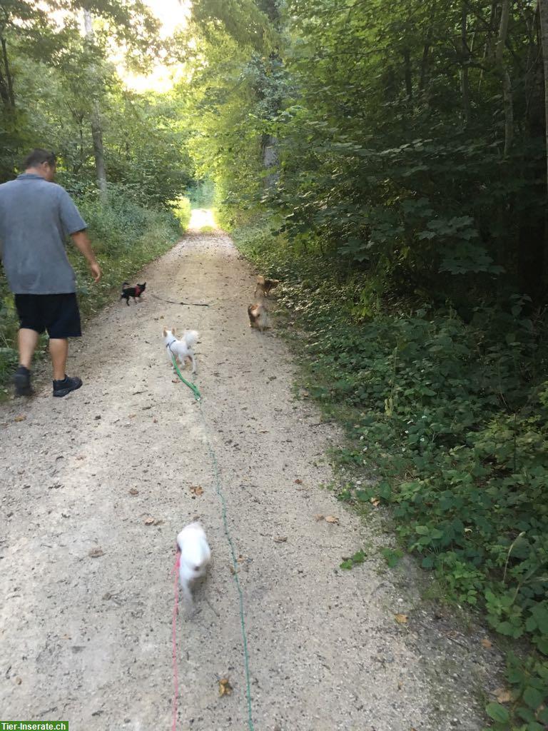 Bild 2: Hundebetreuung, Hundesitter, familiäre Hundepension