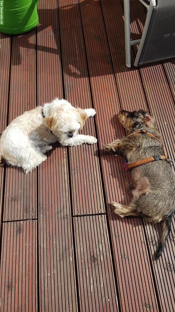 Bild 3: Hundebetreuung, Hundesitter, familiäre Hundepension