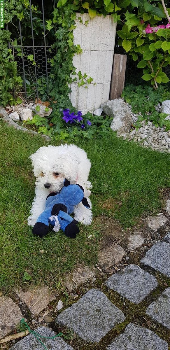 Bild 4: Hundebetreuung, Hundesitter, familiäre Hundepension