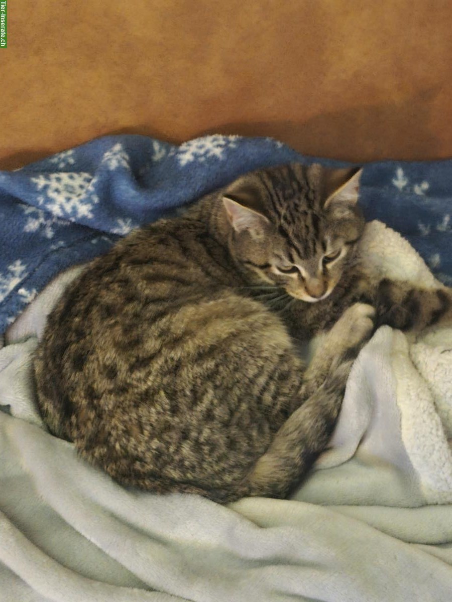 Maine Coon x BKH Tigerli-Kitten, männlich + weiblich