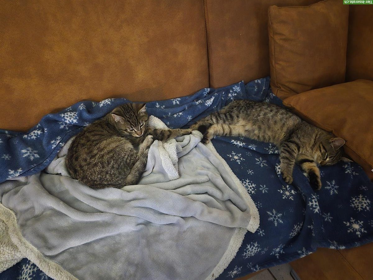 Bild 2: Maine Coon x BKH Tigerli-Kitten, männlich + weiblich