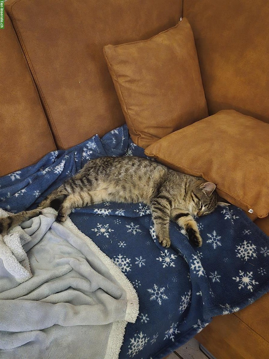 Bild 3: Maine Coon x BKH Tigerli-Kitten, männlich + weiblich